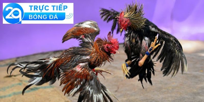 Đá gà Campuchia - Đá gà Campuchia, nơi thi đấu hấp dẫn 4 Chất lượng và sự hấp dẫn trong các trận đấu