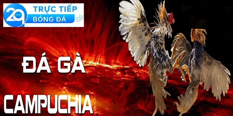 Đá gà Campuchia - Đá gà Campuchia, nơi thi đấu hấp dẫn 2 Giới thiệu về đá gà Campuchia