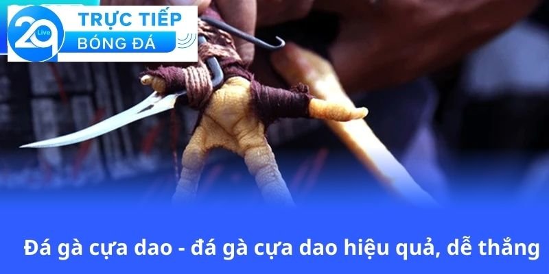 da-ga-cua-dao-da-ga-cua-dao-hieu-qua-de-thang