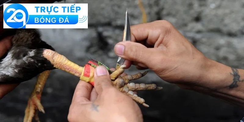 Đá gà cựa dao - đá gà cựa dao hiệu quả, dễ thắng 2 Giới thiệu về đá gà cựa dao