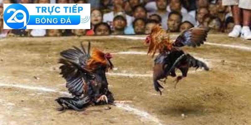 Đá gà Thomo ở đâu - Tìm địa điểm đá gà Thomo 2 Giới thiệu về đá gà Thomo