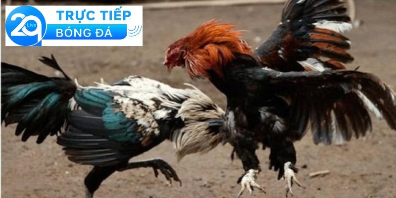 Đá gà Thomo ở đâu - Tìm địa điểm đá gà Thomo 4 Quy định và luật lệ khi tham gia đá gà Thomo