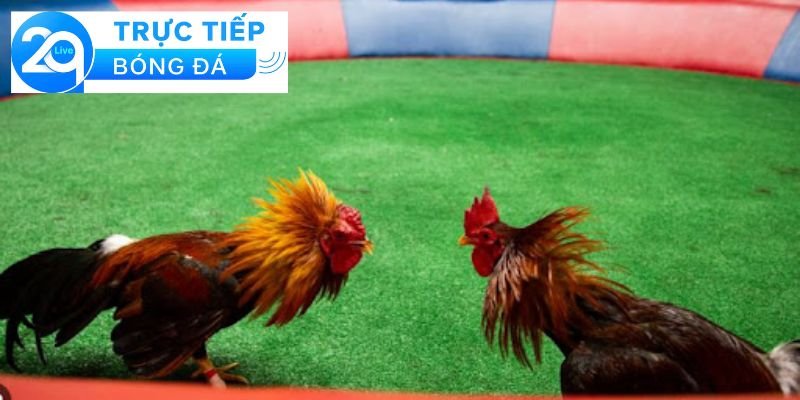 Các hình thức xem đá gà trực tiếp