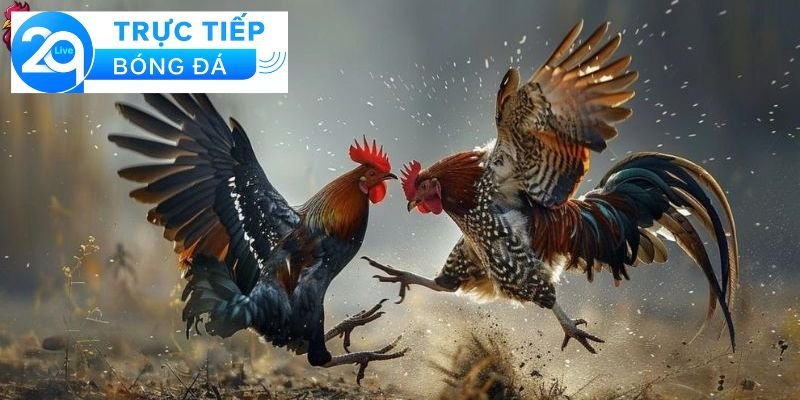 Khái niệm về đá gà trực tiếp