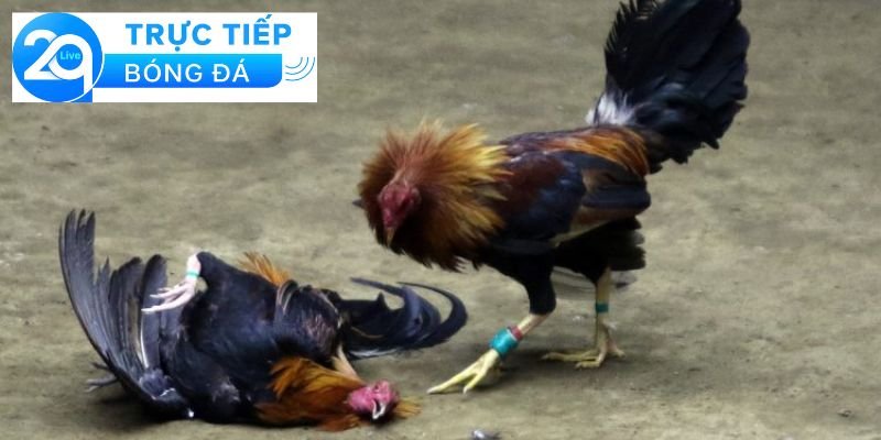 Luật đá gà cựa sắt - Cách chơi đá gà cựa sắt chuẩn 2 Giới thiệu về đá gà cựa sắt