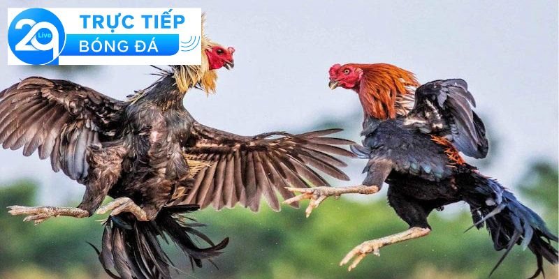 Luật đá gà Thomo - Hiểu luật đá gà Thomo chi tiết 4 Cách chọn gà đá hiệu quả