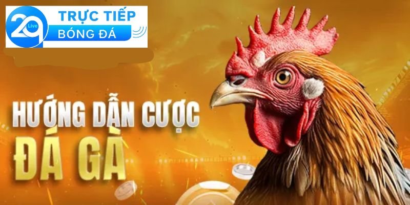 Các quy định chính trong luật đá gà trực tiếp