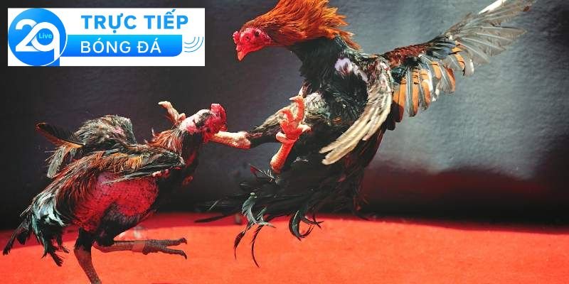Wala là gì trong đá gà - Giải thích wala trong đá gà 4 Các yếu tố liên quan đến Wala trong đá gà