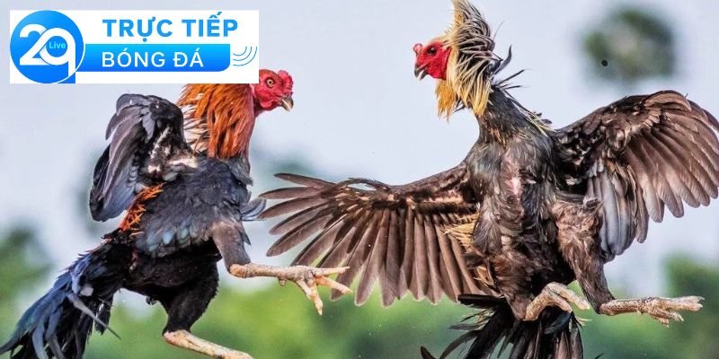Wala là gì trong đá gà - Giải thích wala trong đá gà 3 Vai trò của Wala trong đá gà