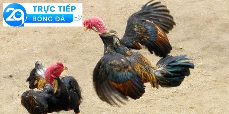 Wala là gì trong đá gà - Giải thích wala trong đá gà 2 Định nghĩa về Wala trong đá gà